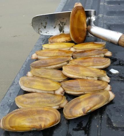 A limit of razor clams beside a clam shovel