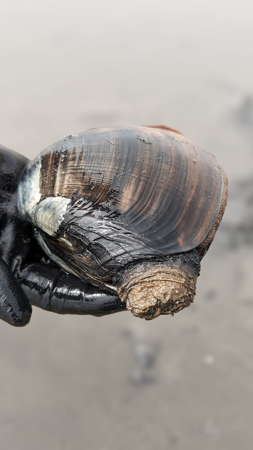 A freshly dug razor clam held in a gloved hand on the beach